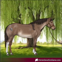 Horse Color:Liver Red Dun Tobiano Rabicano 