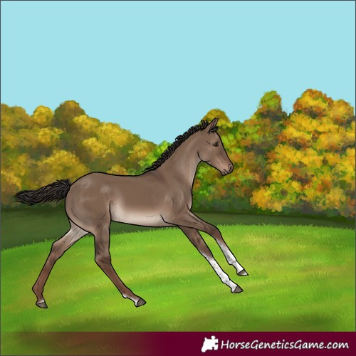 Horse Color:Liver Red Dun Tobiano Rabicano 