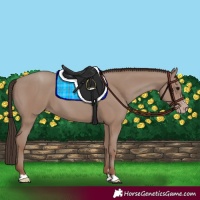 Horse Color:Classic Champagne