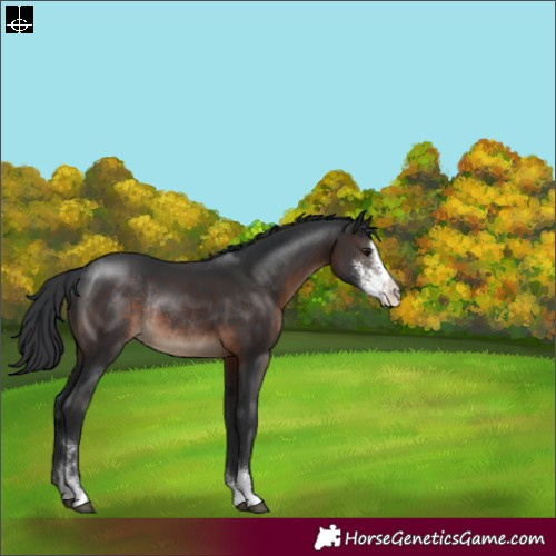 Horse Color:Brown Sabino Rabicano 