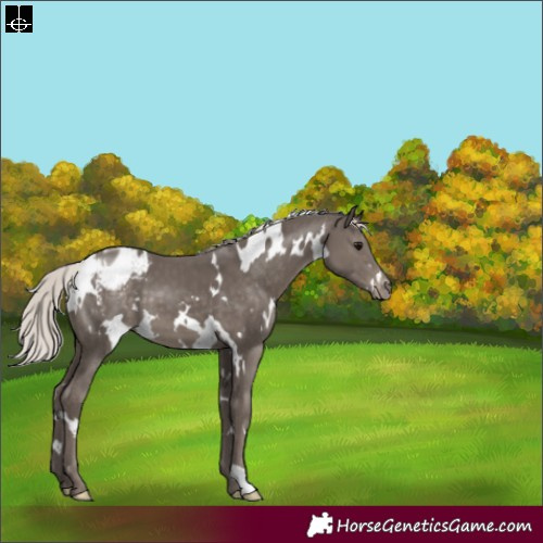 Horse Color:White Spotted Silver Black Appaloosa 