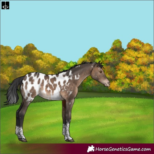 Horse Color:White Spotted Brown Dun Tobiano Blanket Rabicano 