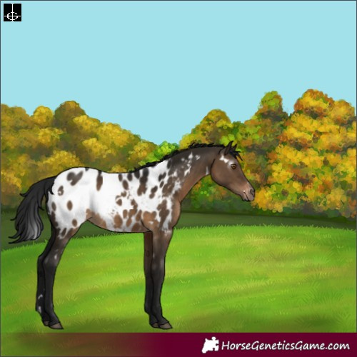 Horse Color:Gray White Spotted Brown Dun Appaloosa