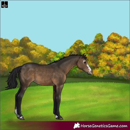 Horse Color:Gray Brown Dun Sabino