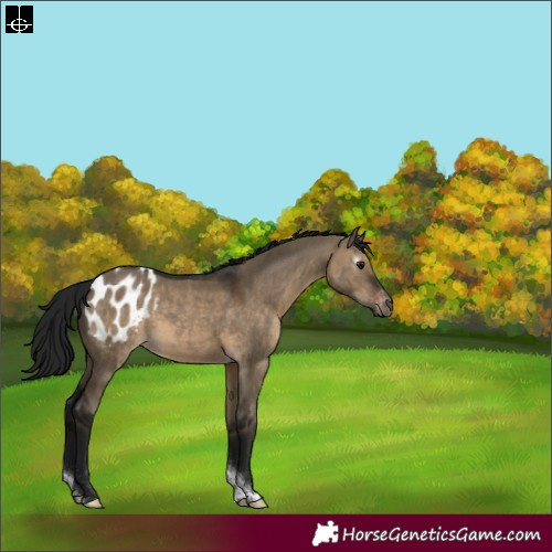 Horse Color:Gray Brown Dun Sabino Tobiano Appaloosa 