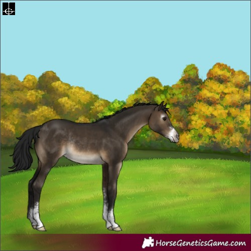 Horse Color:Gray Brown Dun Sabino Rabicano 