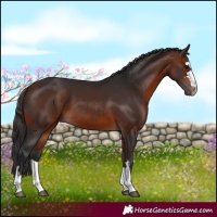 Horse Color:Bay 
