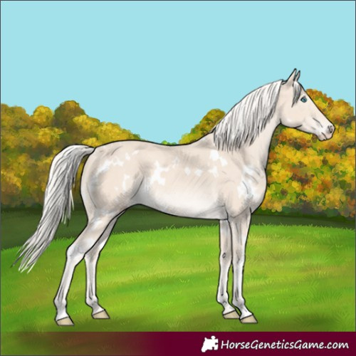 Horse Color:White Spotted Cremello 
