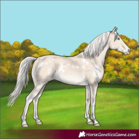 Horse Color:White Spotted Cremello 