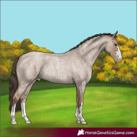 Horse Color:Classic Champagne Roan 