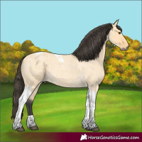 Horse Color:Buckskin Roan Dun Tobiano 