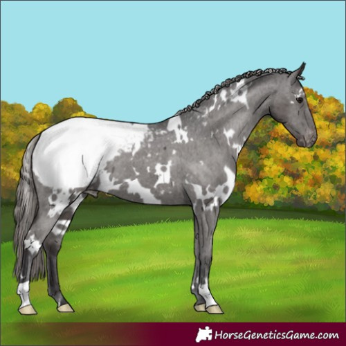 Horse Color:White Spotted Smoky Black Appaloosa 
