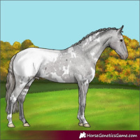 Horse Color:White Spotted Smoky Black Snowcap 