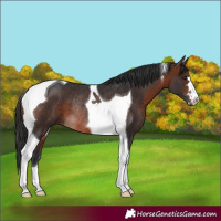 Horse Color:Bay Tobiano Rabicano 