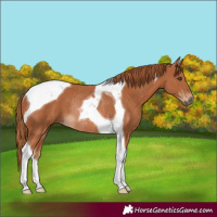 Horse Color:Chestnut Tobiano Rabicano