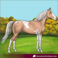 Horse Color:Silver Sable Champagne Splash Tobiano