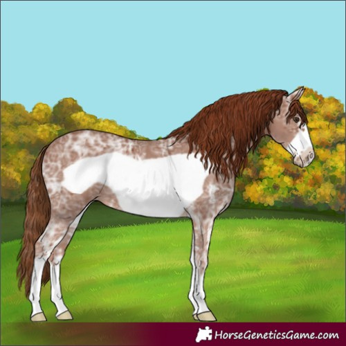Horse Color:Chestnut Ice Sabino Frame 
