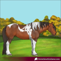 Horse Color:Bay Tobiano 