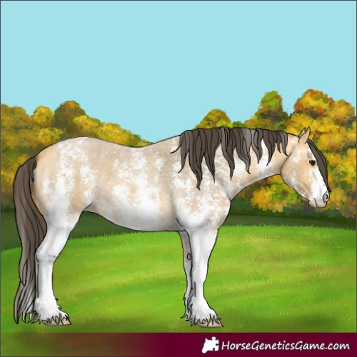 Horse Color:Buckskin Roan Sabino 