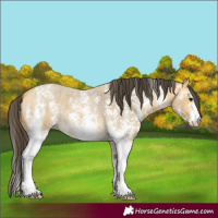 Horse Color:Buckskin Roan Sabino 