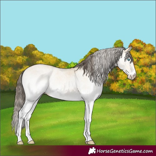 Horse Color:White Spotted Amber Cream Champagne Dun 