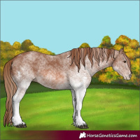 Horse Color:White Spotted Chestnut