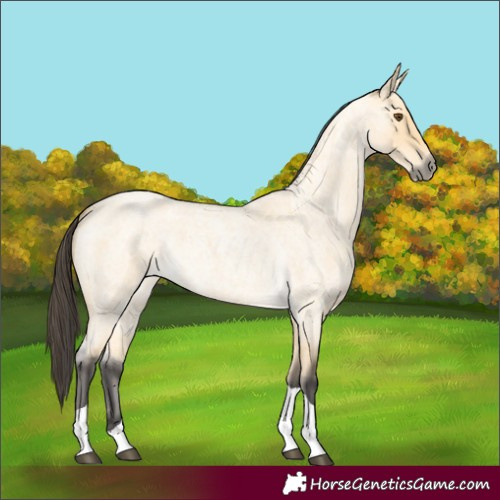 Horse Color:Unknown 