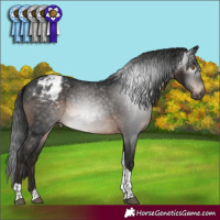 Horse Color:Gray Brown Mushroom Tobiano Appaloosa 