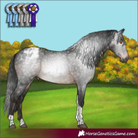 Horse Color:Gray Brown Mushroom Tobiano Appaloosa