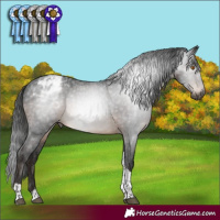 Horse Color:Gray Brown Mushroom Tobiano Appaloosa 