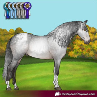 Horse Color:Gray Brown Mushroom Tobiano Appaloosa
