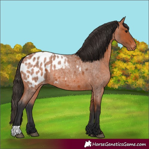 Horse Color:Bay Roan Appaloosa 