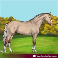 Horse Color:Silver Bay Dun 