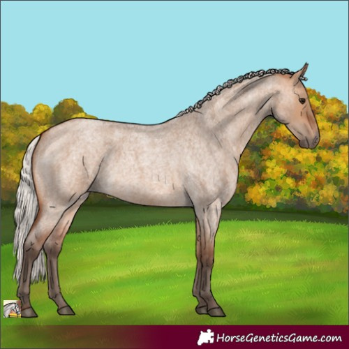 Horse Color:Silver Bay Roan Dun 