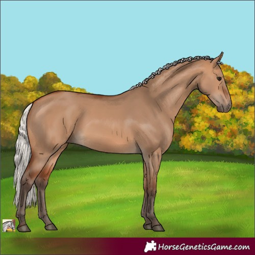 Horse Color:Silver Bay Dun 
