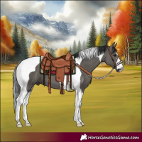 Horse Color:Grullo Tobiano