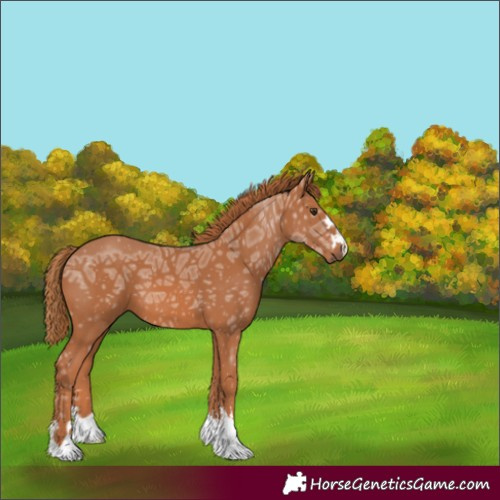 Horse Color:Unknown