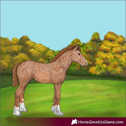 Horse Color:Unknown 