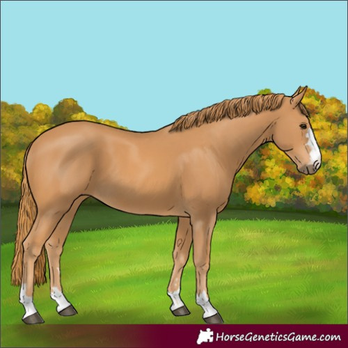 Horse Color:Chestnut 