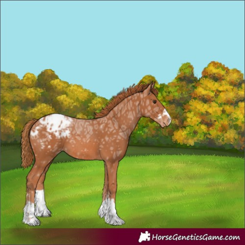 Horse Color:Unknown 