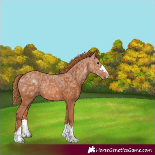 Horse Color:Unknown 