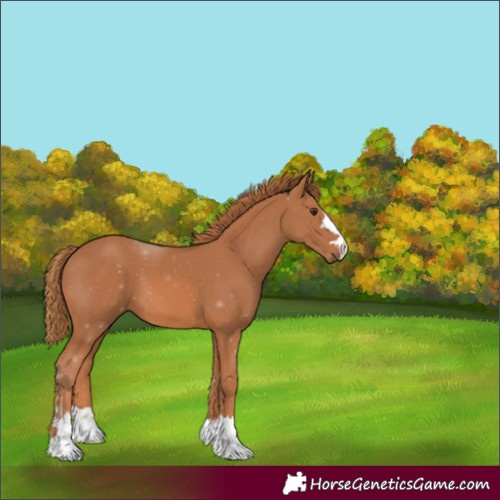 Horse Color:Unknown 