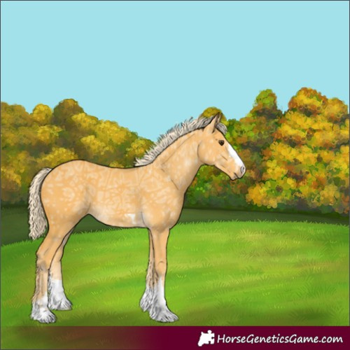 Horse Color:Unknown 