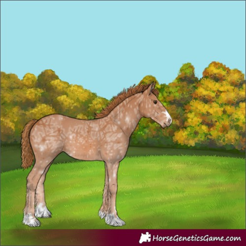 Horse Color:Unknown 