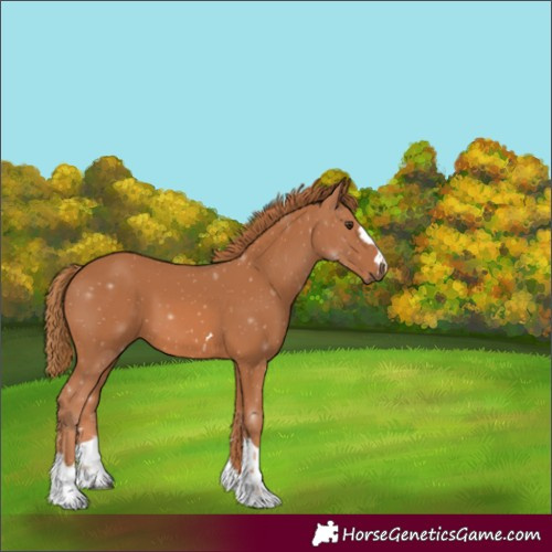 Horse Color:Unknown 