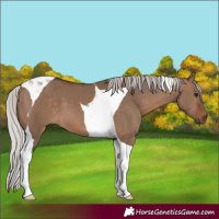 Horse Color:Silver Brown Dun Tobiano