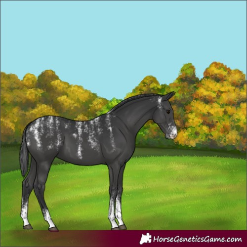 Horse Color:Powder White Black 