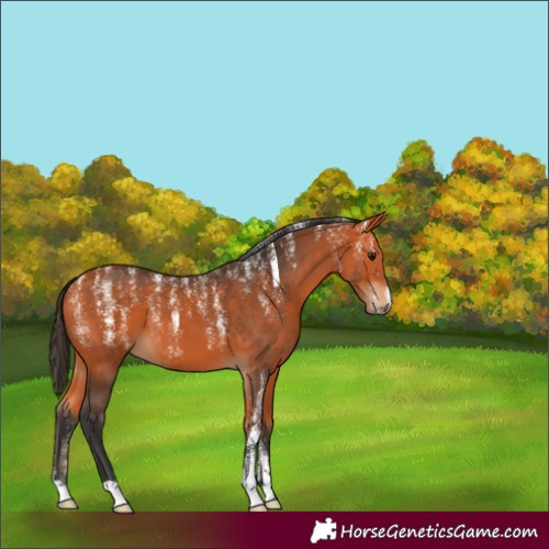 Horse Color:Powder White Bay 