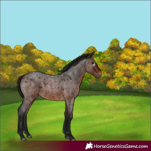 Horse Color:Gray Bay Roan 