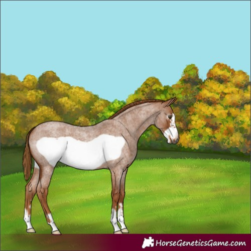 Horse Color:Gray Red Roan Frame 
